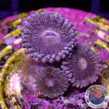 Krustenanemonen “Wonka” WYSIWYG “AD Special”