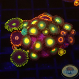 Krustenanemonen „Mixi Daisy“ WYSIWYG