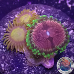 Krustenanemonen „King Chili“ WYSIWYG