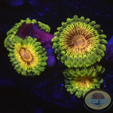 Krustenanemonen „Adonis“ WYSIWYG