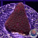 Montipora spp. „Tropicana“ WYSIWYG