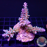 Acropora echinata „Toxic Ice“ WYSIWYG „AD Special“