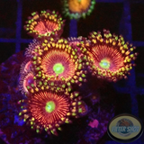 Krustenanemonen „Cat Eye“ WYSIWYG