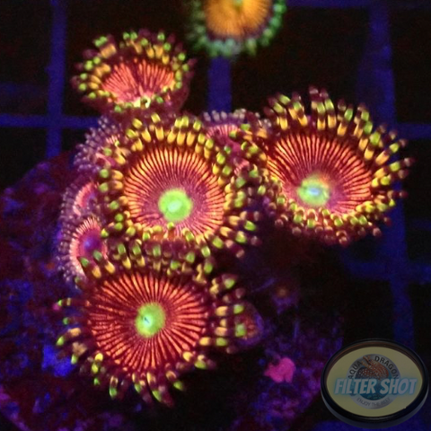 Krustenanemonen „Cat Eye“ WYSIWYG