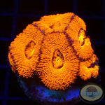 Micromussa spp. „Mars“ WYSIWYG