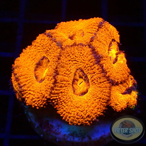 Micromussa spp. „Mars“ WYSIWYG
