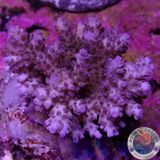 Acropora microclados „B. Blue“ WYSIWYG „AD Special“