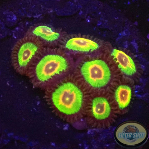 Krustenanemonen „Rasta Cousin“