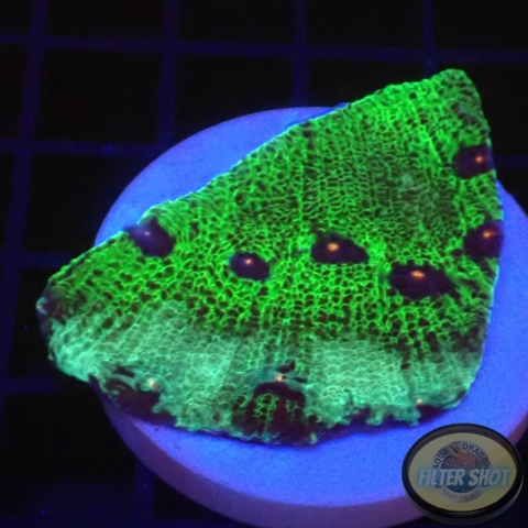 Echinophyllia spp. „Avatar“