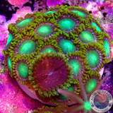Krustenanemonen „Radioactive Chili“ WYSIWYG