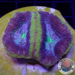 Homophyllia bowerbanki “Holy Grail” WYSIWYG