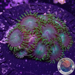 Krustenanemonen „Tropical Emeralds“