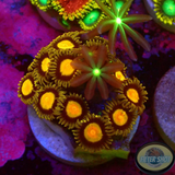 Krustenanemonen „King Midas & Knopia“