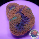 Ricordea florida „Shyne“ WYSIWYG „AD Special“