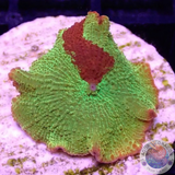 Discosoma spp. „Jawbreaker“ WYSIWYG