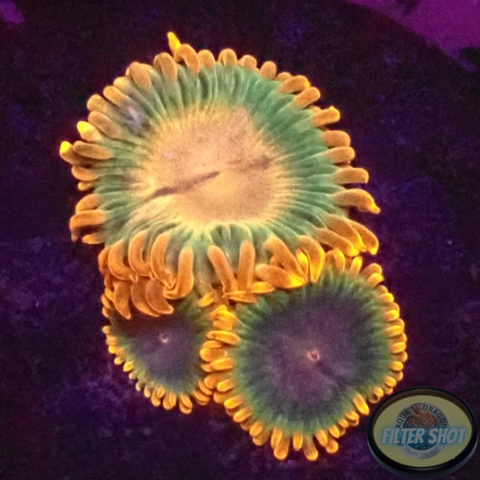Krustenanemonen „Afro Circus“ AD Special