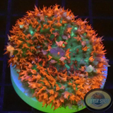 Rhodactis osculifera „St. Thomas“ WYSIWYG „AD Special“