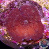 Discosoma spp. „Scarlet“ WYSIWYG „AD Special“