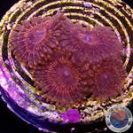 Krustenanemonen „Nightmare“ WYSIWYG