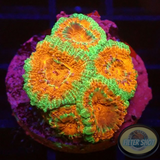 Micromussa spp. “Forest Fire” WYSIWYG “AD Special”