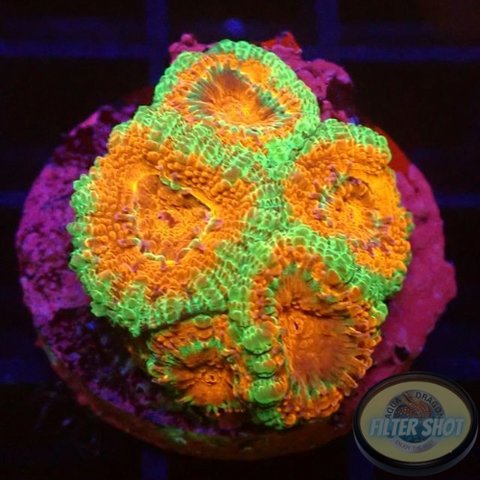 Micromussa spp. “Forest Fire” WYSIWYG “AD Special”