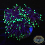 Euphyllia glabrescens „Blacky“ WYSIWYG