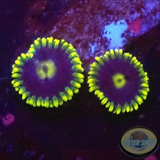 Krustenanemonen „Corona“ WYSIWYG