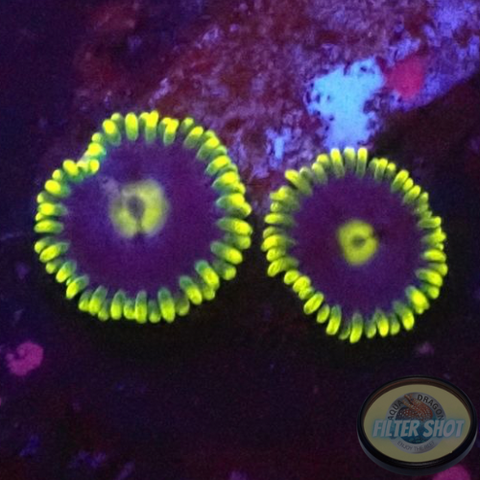 Krustenanemonen „Corona“ WYSIWYG