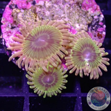 Krustenanemonen „Big Bird“ WYSIWYG „AD Special“