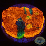 Echinophyllia aspera „Rainbow Bugatti“ 🌈 WYSIWYG