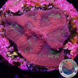 Favia spp. „Dragon Inferno“ WYSIWYG „AD Special“