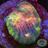 Mycedium spp. „Rainbow Galaxy“ 🌈 WYSIWYG