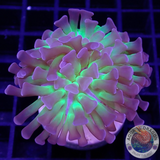 Euphyllia paraancora „Sticky Fingers“ AD Special