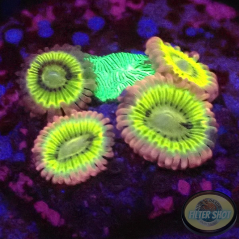 Krustenanemonen „Lemon Heads & Pavona“ WYSIWYG „AD Special“
