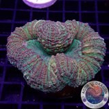 Lobophyllia spp. „Gold Spill“ WYSIWYG „AD Special“