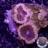 Krustenanemonen „Dark Matter“ WYSIWYG