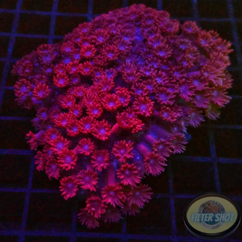 Goniopora spp. „Rose Velvet“ WYSIWYG „AD Special“