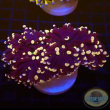 Euphyllia cristata „Joker“