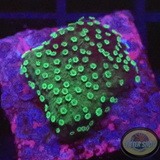 Montipora spp. „Cactus“