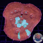 Oxypora spp. „WWZ“ WYSIWYG