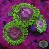 Krustenanemonen „Rockys“ WYSIWYG
