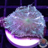 Discosoma neglecta „Caribic Joy“ WYSIWYG „AD Special“