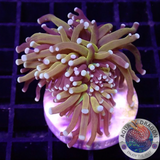 Euphyllia glabrescens „Gold Tiger“ 🐯 WYSIWYG