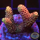 Acropora millepora „Cherry“ 🍒 WYSIWYG „AD Special“