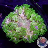 Phymanthus crucifer WYSIWYG