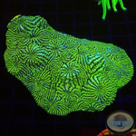 Echinophyllia spp. „Hypnotic Zombie“ WYSIWYG