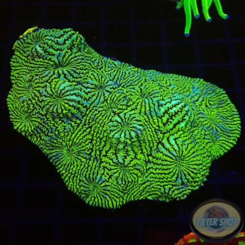Echinophyllia spp. „Hypnotic Zombie“ WYSIWYG