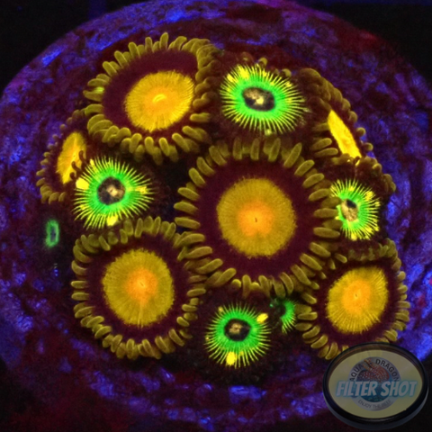 Krustenanemonen „King Brazil“ WYSIWYG