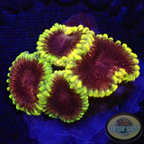 Krustenanemonen „Mesosphere“ WYSIWYG