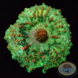 Discosoma neglecta „Bouncy Lizard“ 🦎 WYSIWYG „AD Special